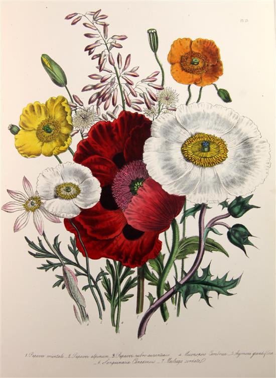 Loudon, Jane Webb - Ornamental Perennials. The Ladies Flower-Garden of Ornamental Perennials,